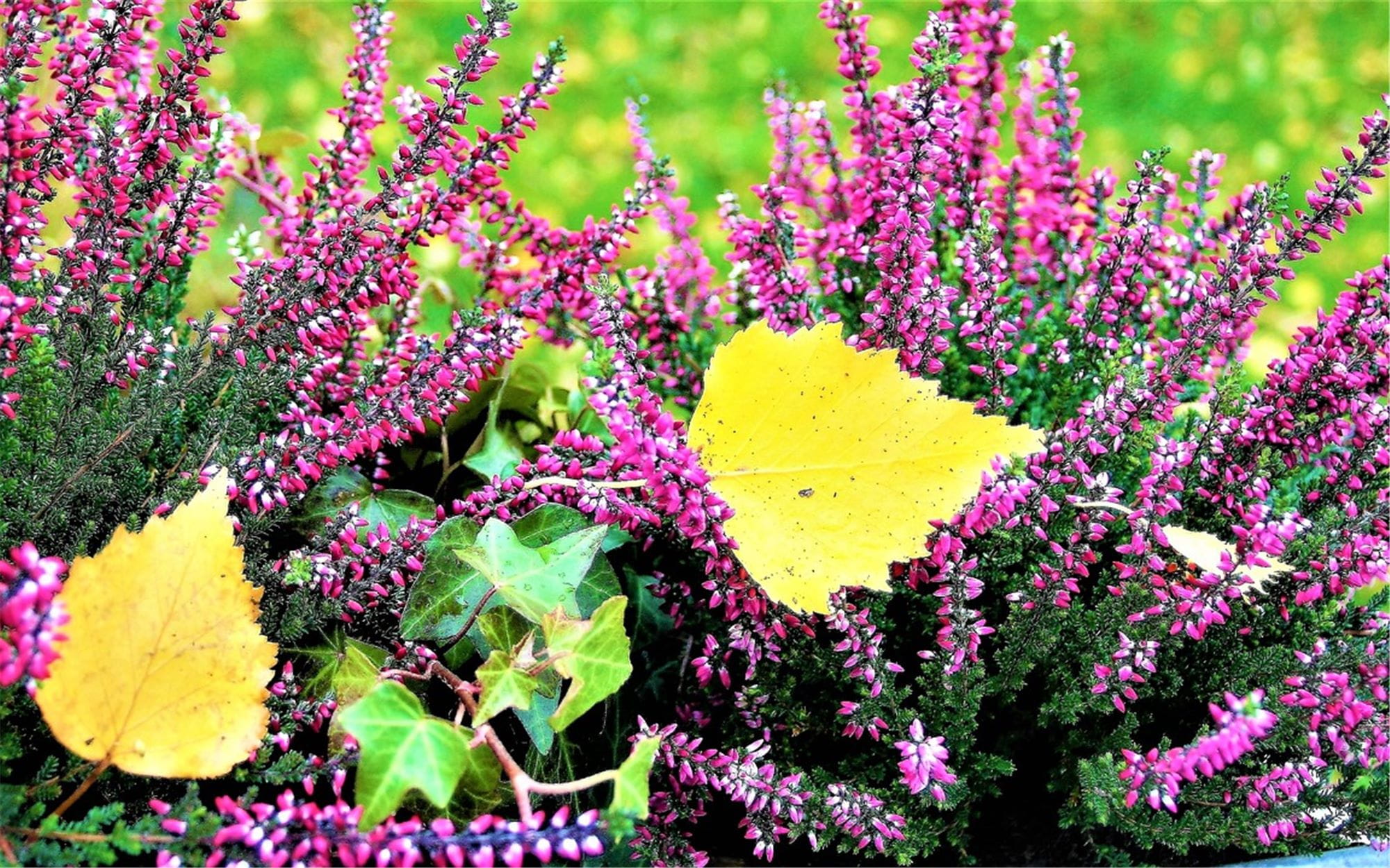 Que planter au balcon et au jardin en octobre ? - GARDENA