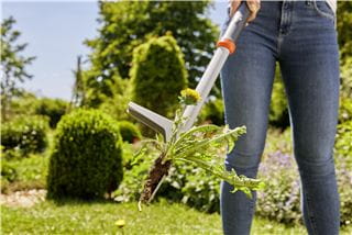 A woman holding a weed puller with a dandelion