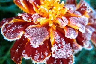 iced flower