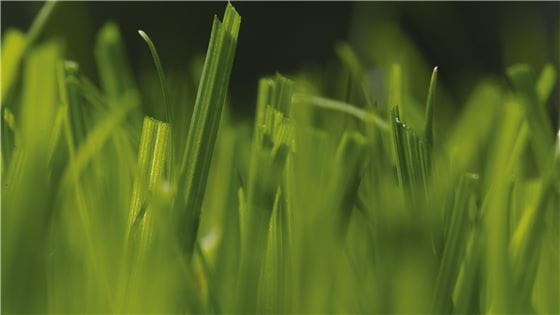 Close-up of grass from the worm's eye view