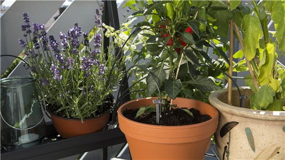 Flowerpots on a balcony connected by an automatic watering system