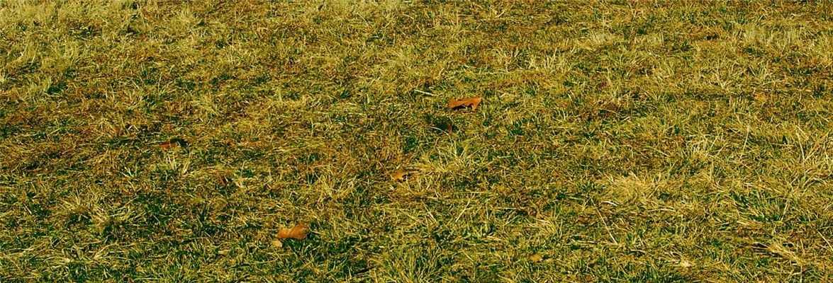 How To Repair Patches In Your Grass McCulloch