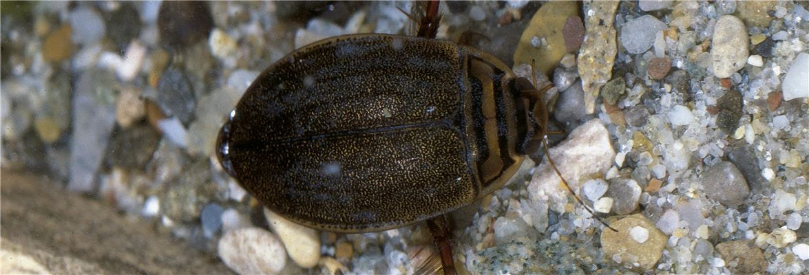 Beetle-E-001