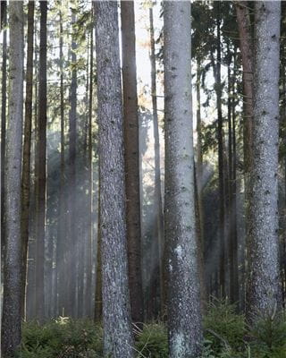 A forest with single sun rays
