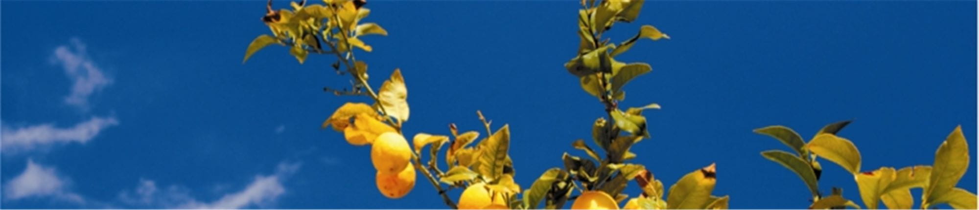 GARDENA citrusträd och övervintring