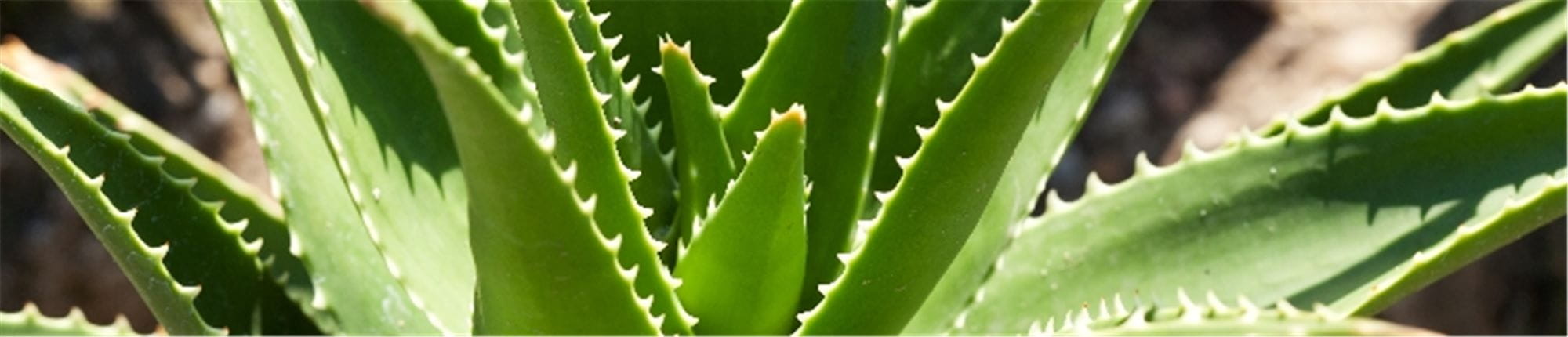 Find af hvordan anvender Aloe Veras gavnlige