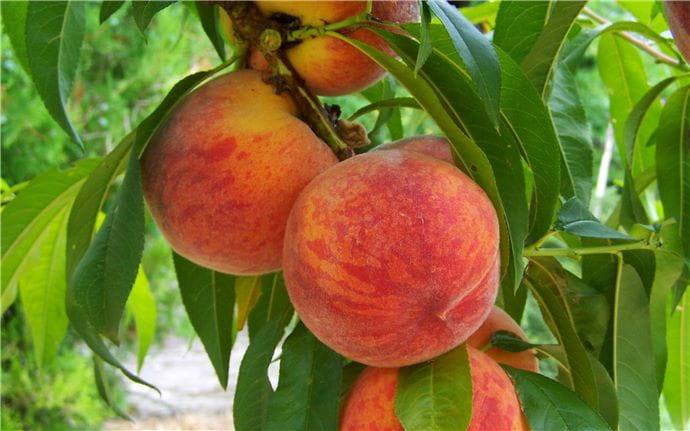 Peach Tree