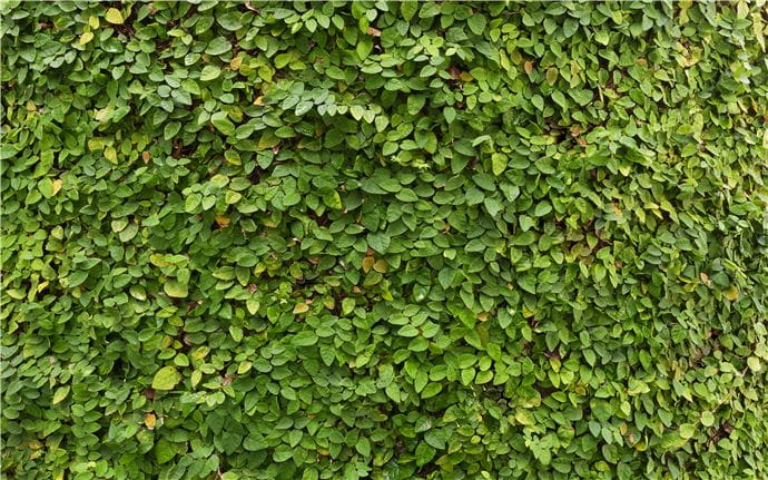 Creeping fig on Fence