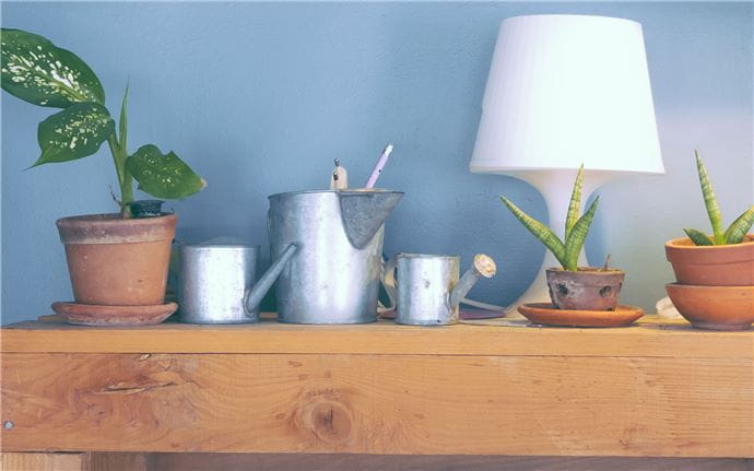 indoor plant on dresser