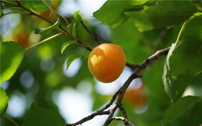 Apricot Tree-E-001