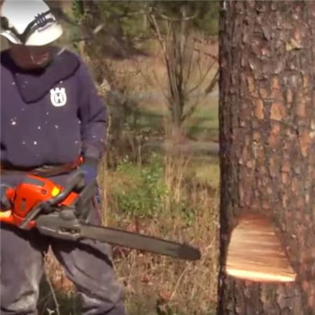 如何用链锯砍倒一棵树