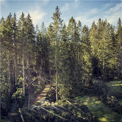 Forest landscape and logger with 572 XP