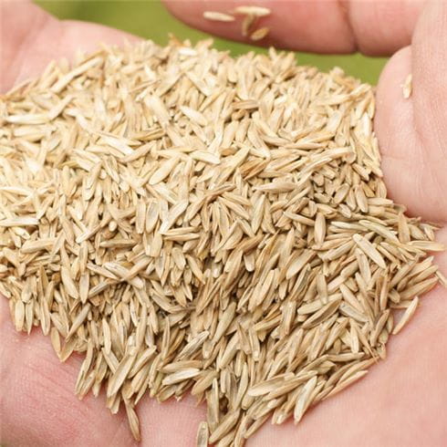 Grass seed in someone's hand