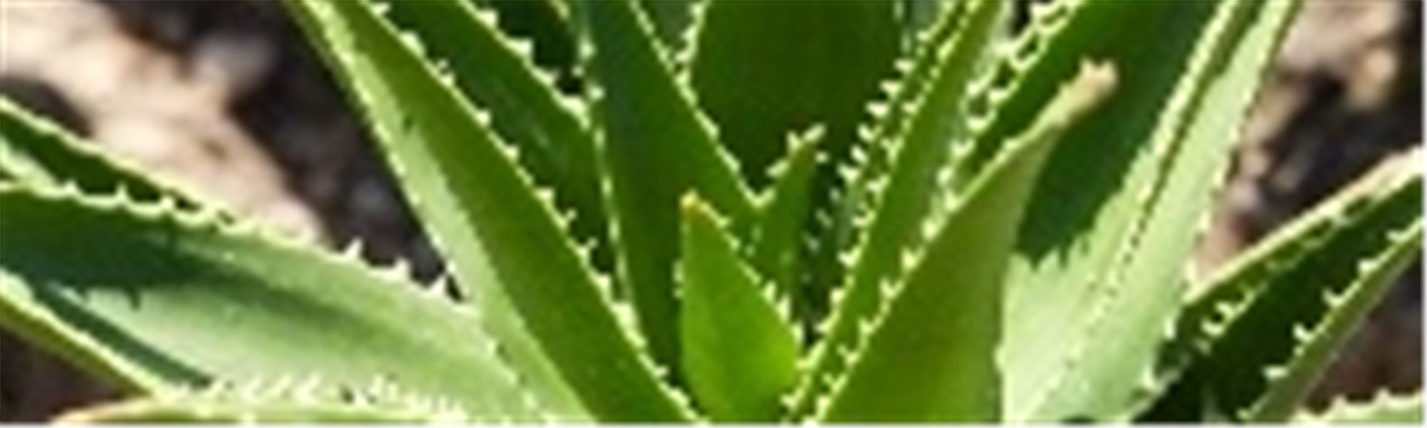 Find af hvordan anvender Aloe Veras gavnlige