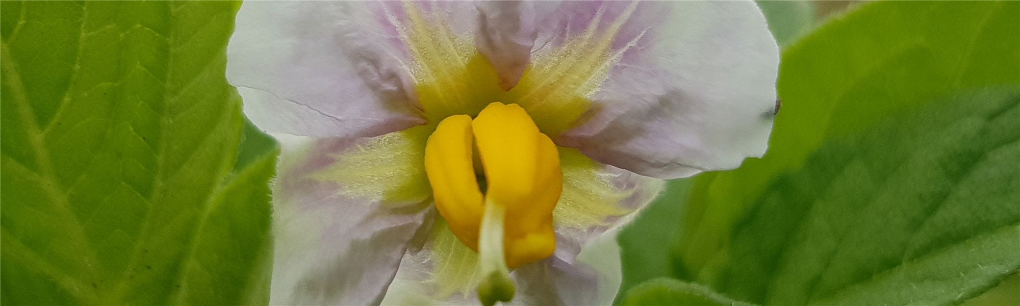 Potato flower