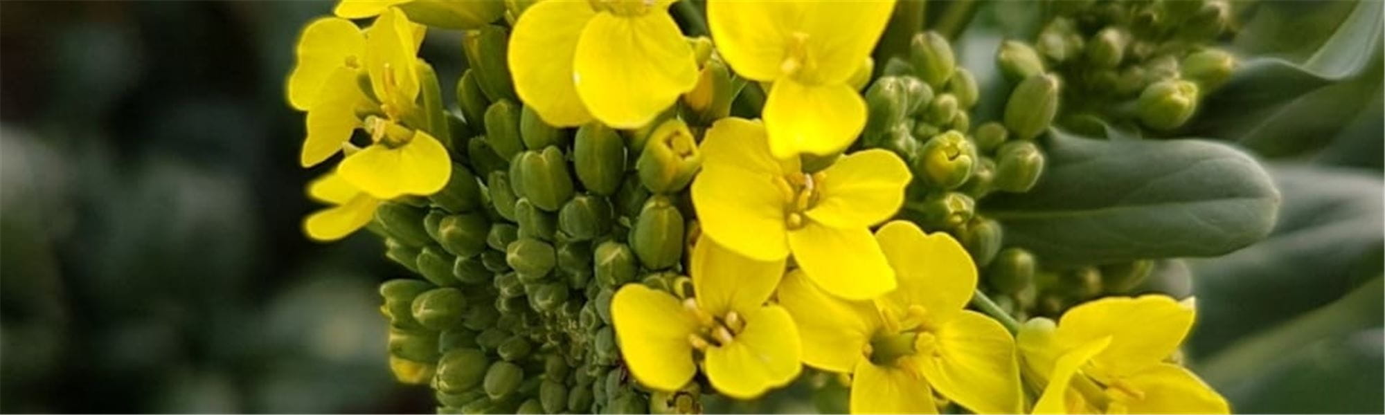 Flowering brocoli
