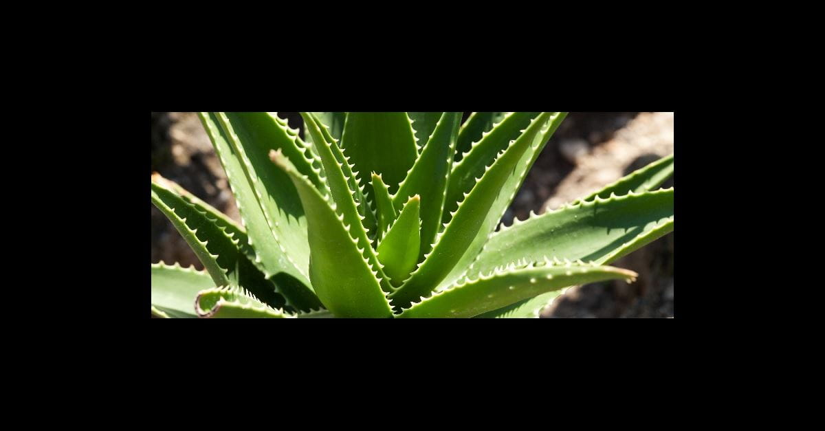 Aloe Vera De Genezende Plant