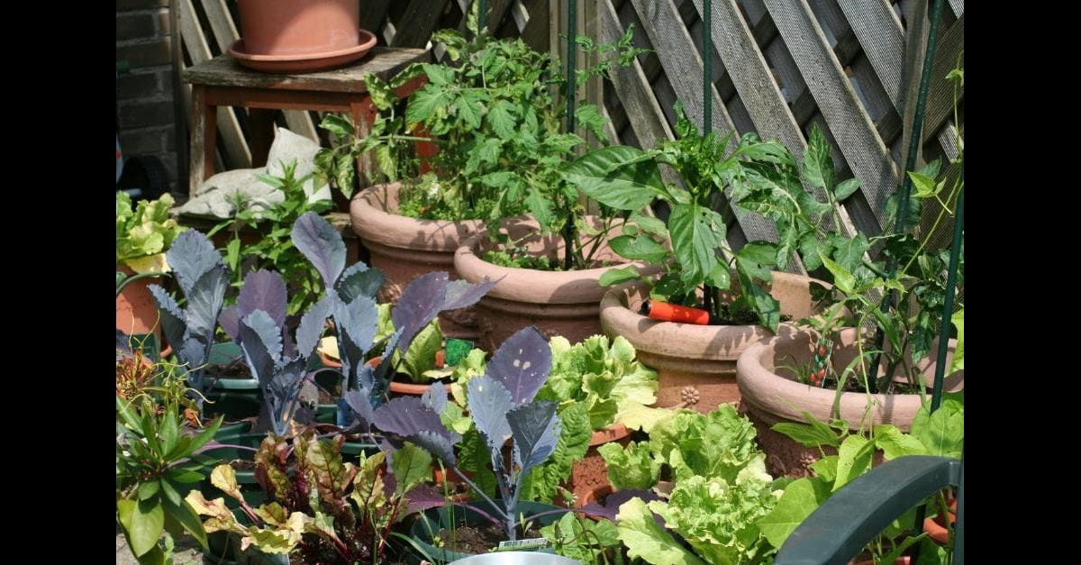 Vegetable Gardens For Beginners Gardena