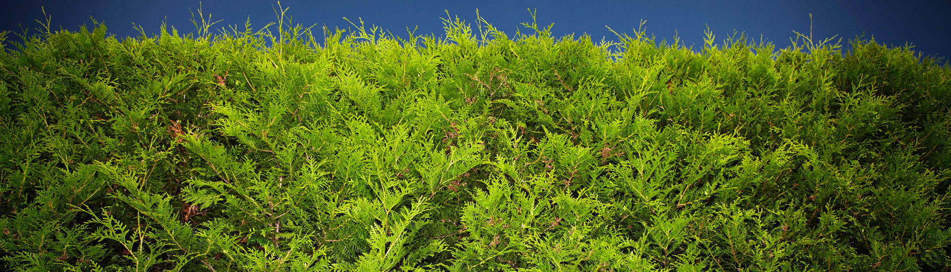 Blue Sky Green Hedge