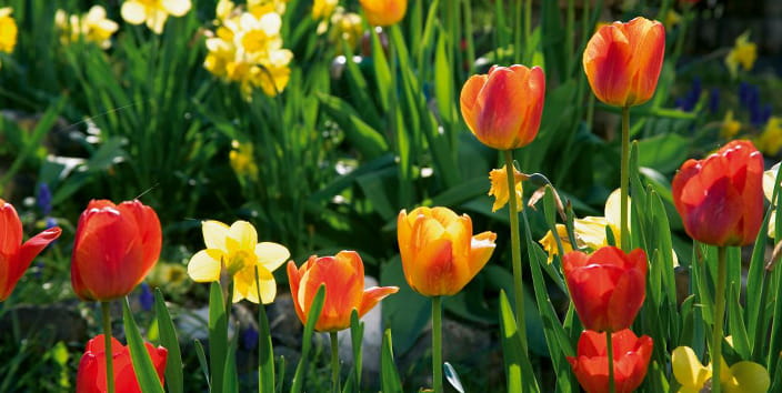 november jobs blog, daffodils, tulips