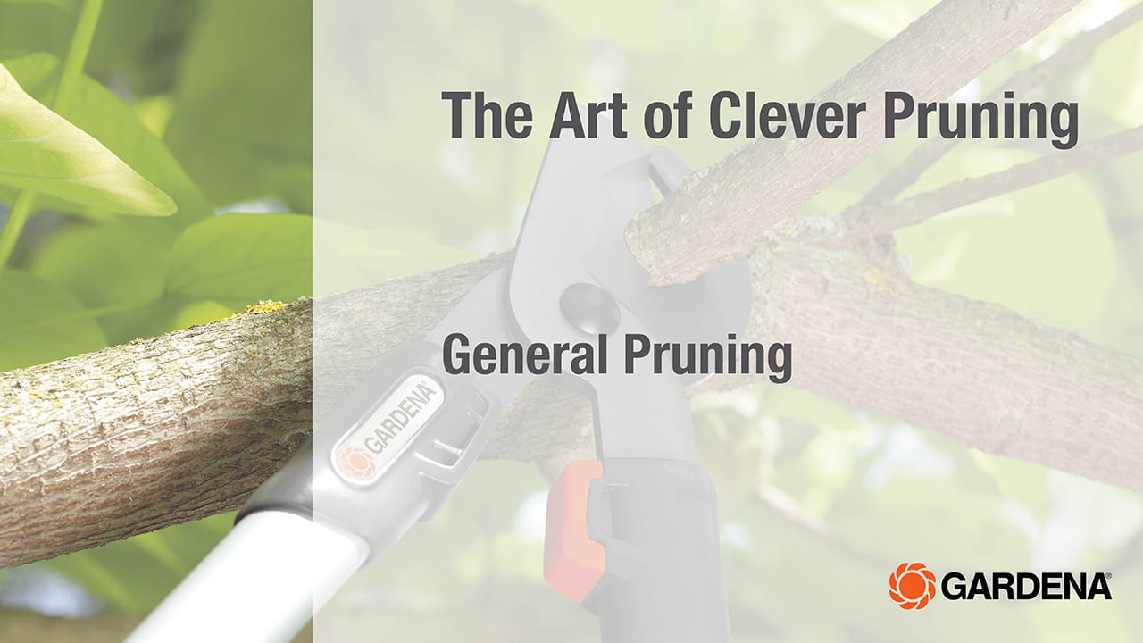 General Pruning