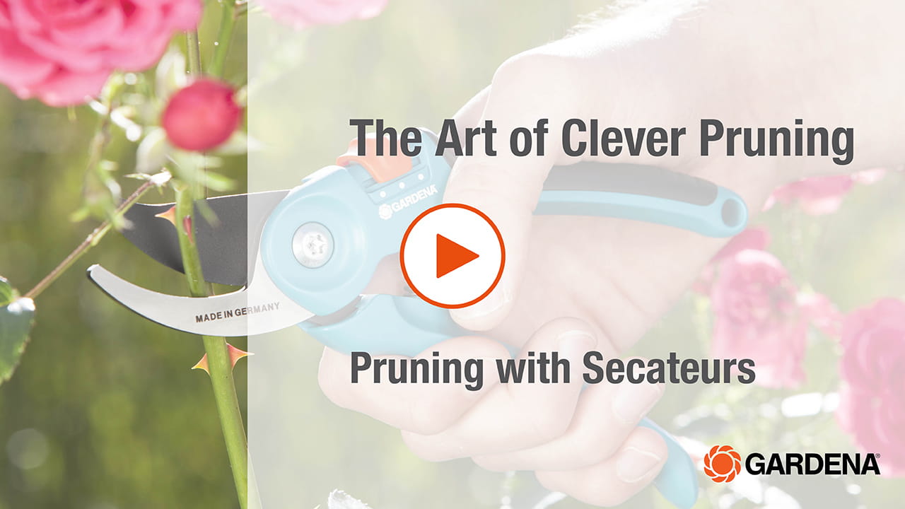 Pruning with secateurs
