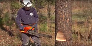如何用电锯砍倒一棵树
